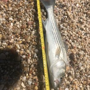 Meet your Posher, Sean